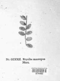 Erysiphe pisi image